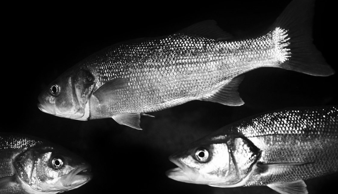 Fische Fische auf schwarzem Hintergrund