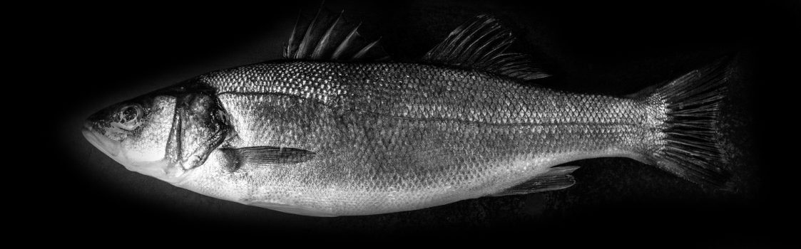 Ein Fisch auf schwarzem Hintergrund