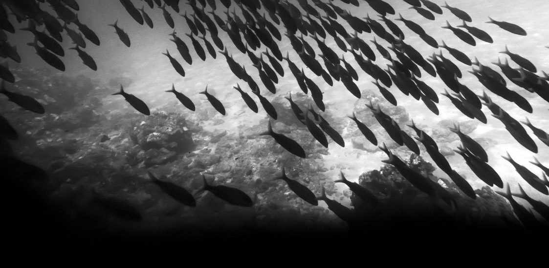 Messbar mehr Leads durch gekonntes Webdesign Ein Schwarm Fische im dunklen Meer