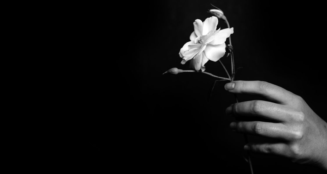 Wir kennen die Gewichtung von Webdesign Eine Hand hält eine weiße Blume vor schwarzem Hintergrund